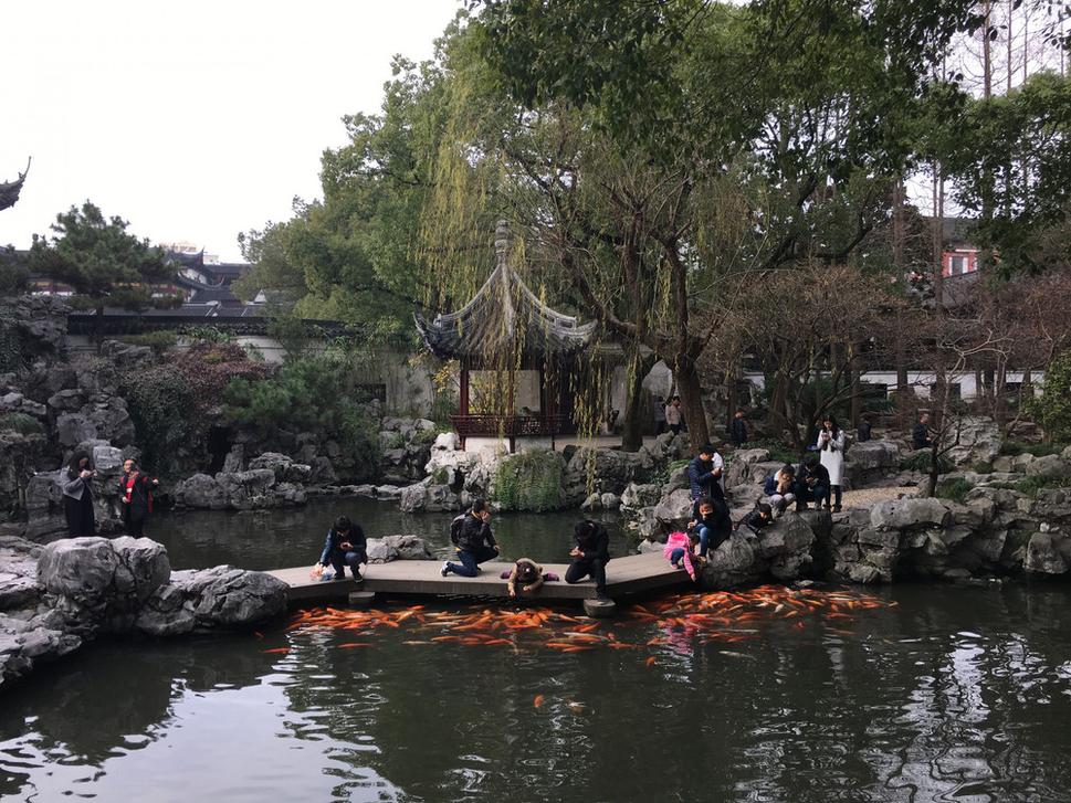 V Yuyuan Garden sa človek cíti ako v inom vesmíre. Všade pagody, jazierka plné rýb, ktoré sú vraj symbolom šťastia.