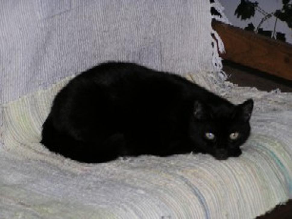 Murko