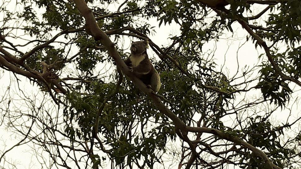 Nenápadná koala