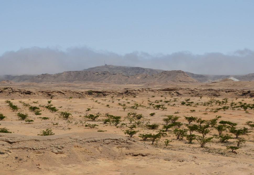 Kadlidlovníkový sad a za ním pohorie Dhofar