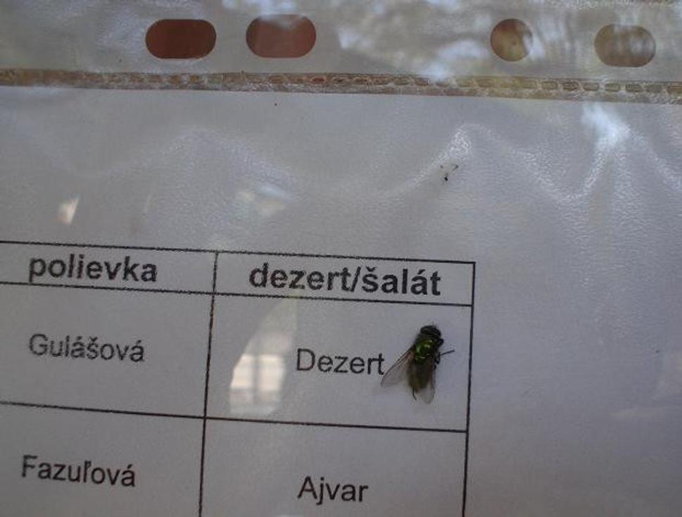 Makarska - uväznená muška medzi jedálnym lístkom a sklom