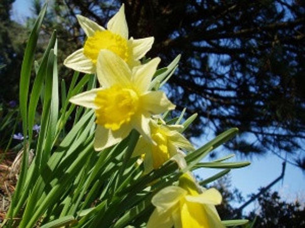 Narcis