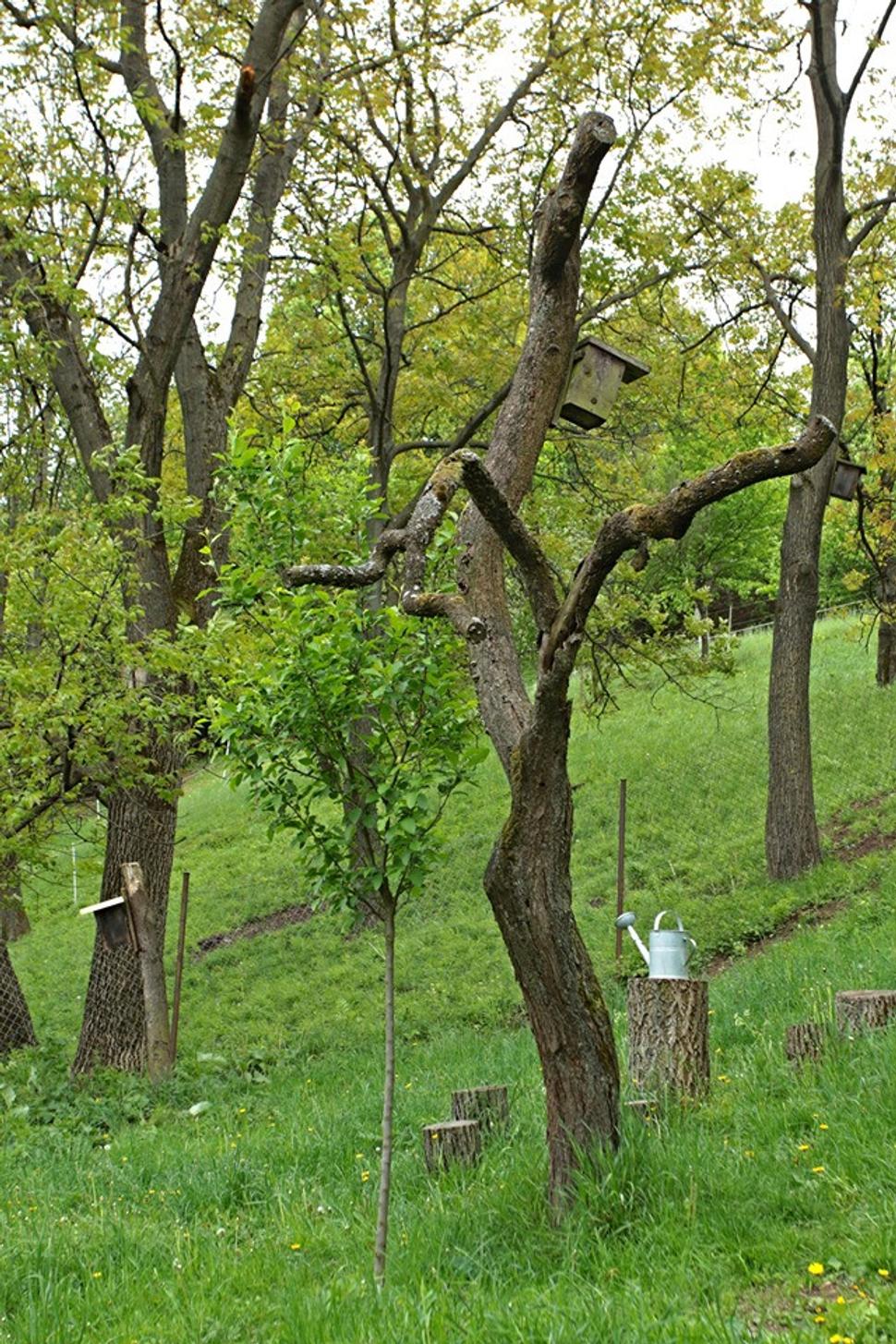 Keď vám z nejakej príčiny vyschne doma ovocný strom, nemusíte ho hneď dať celý preč. Stačí ho trochu opíliť a podsadiť novým. Mŕtvy strom je zdrojom živín, substrátom pre vyhrievanie sa hmyzu, potravný biotop pre vtáky. Ak nemá dutiny, zaveste naň búdku.
