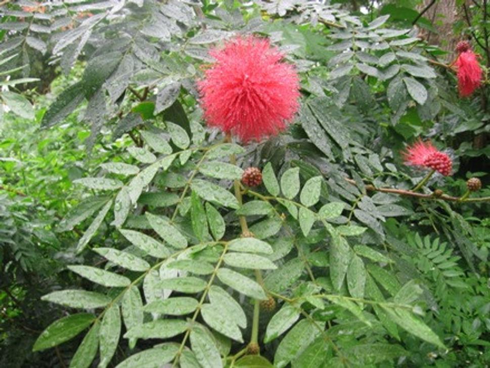 flora