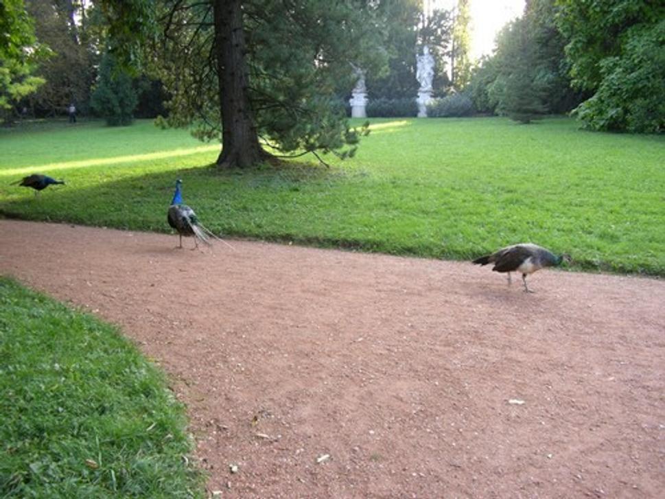 Obrázok blogu