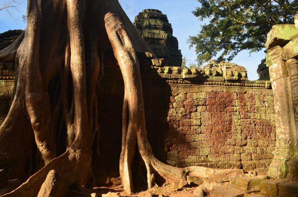 Ta Prohm obrastený vegetáciou
