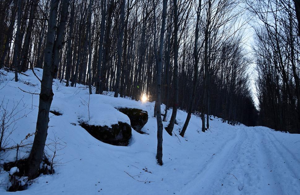lesná cesta