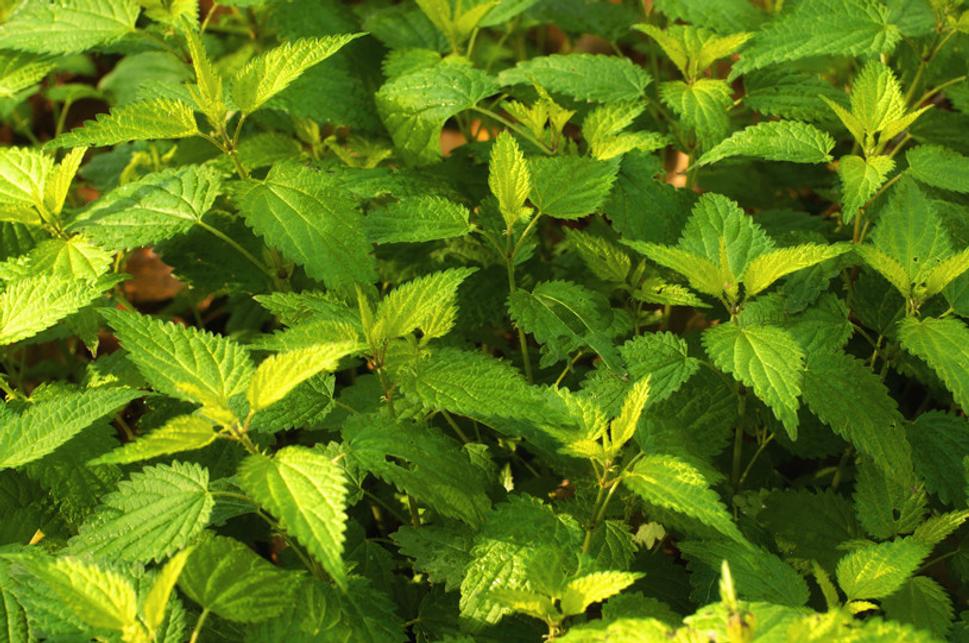 Urtica sp.