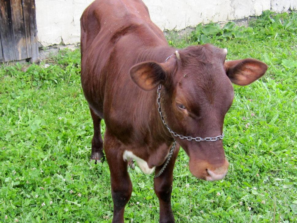 Obrázok blogu