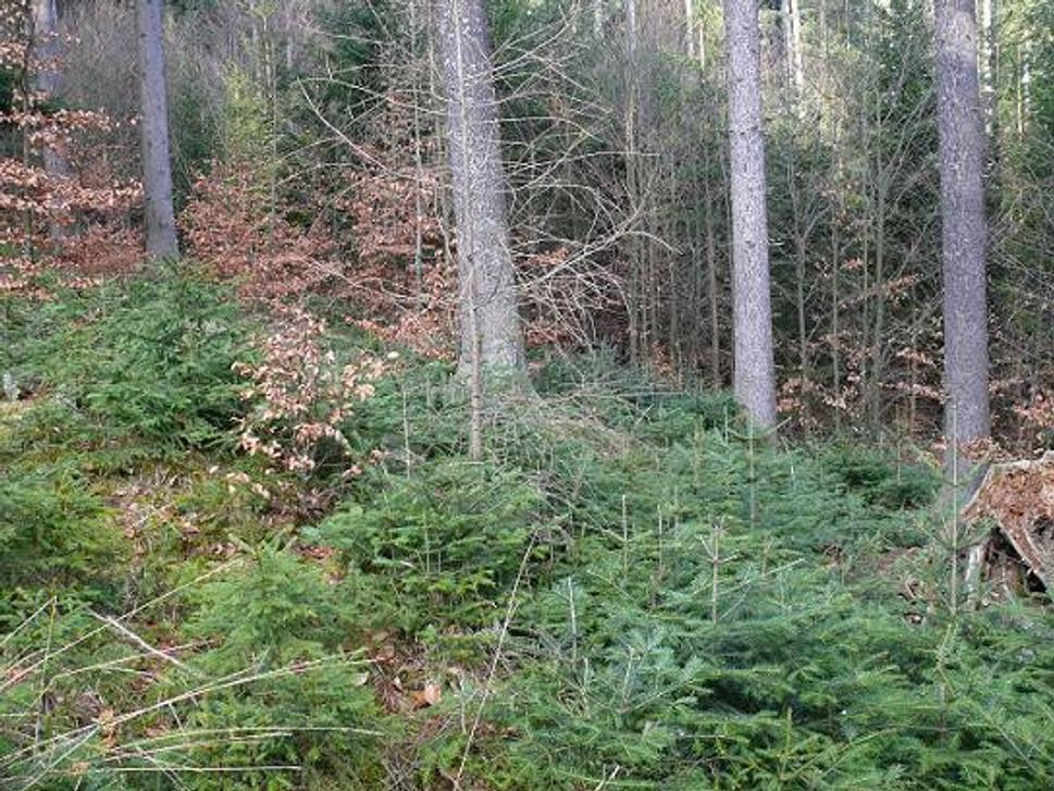 Jedliny - Biely Váh