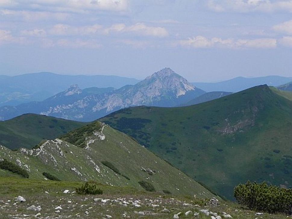rozsut