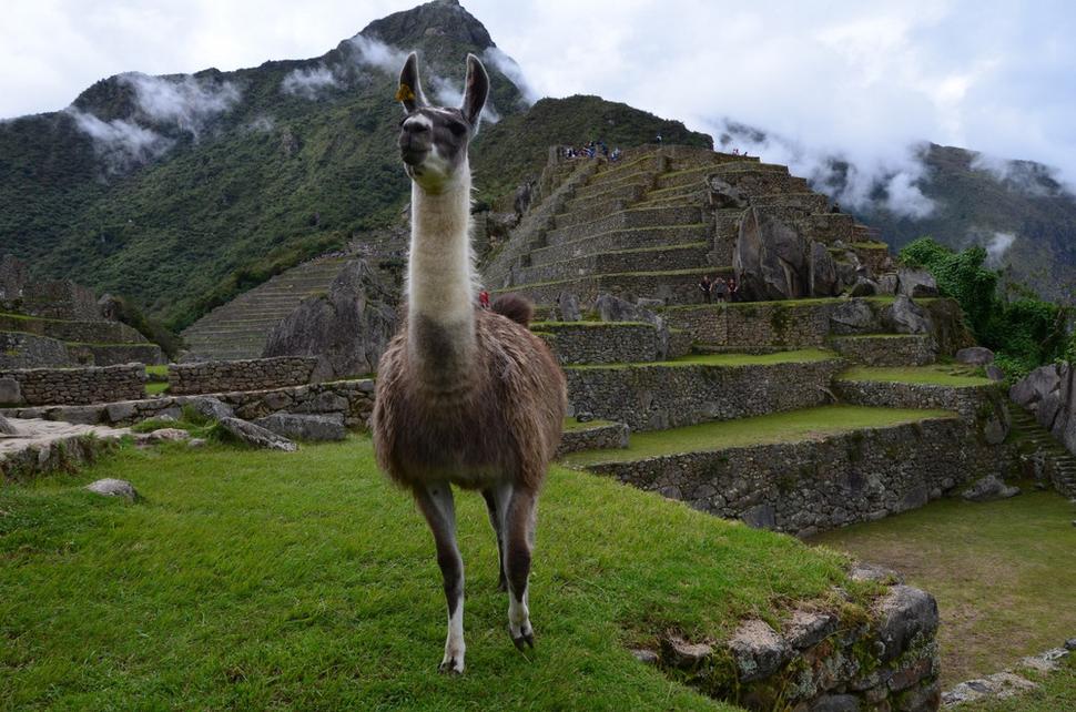 Lama dozerá na poriadok v Machu Picchu :)