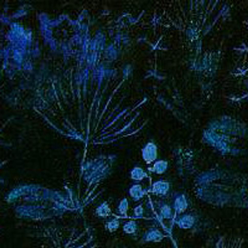 Paul Klee: Zlatá rybka (detail).
