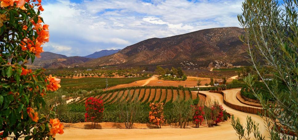 Nádherný výhľad na vinice z Vinas de Garza, Valle de Guadalupe