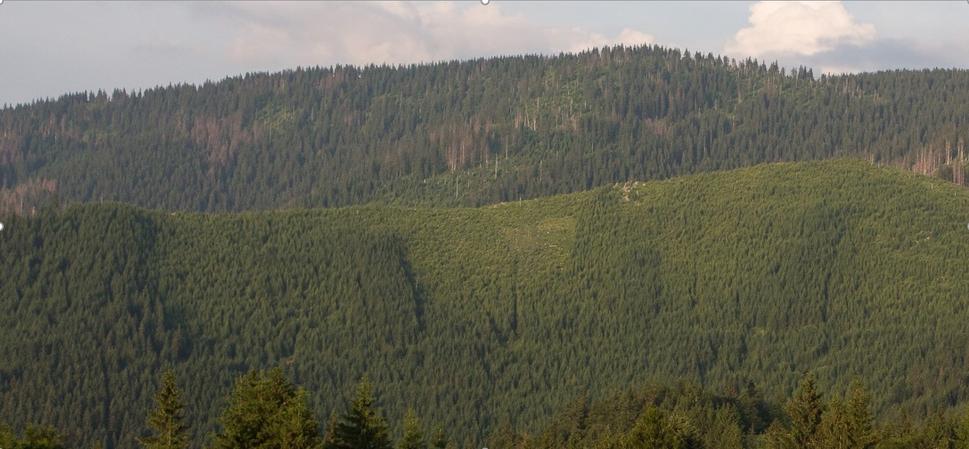Obr. 4 Umelá homogénna smrečina (porast, ktorý je lykožrút schopný úplne zničiť) v tesnom susedstve smrekového pralesa (prostredia s prirodzeným výskytom lykožrúta) – skladovanie papiera vedľa táboráka (svahy spadajúce z NPR Jánošíkova Kolkáreň do Ľubochnianskej doliny)