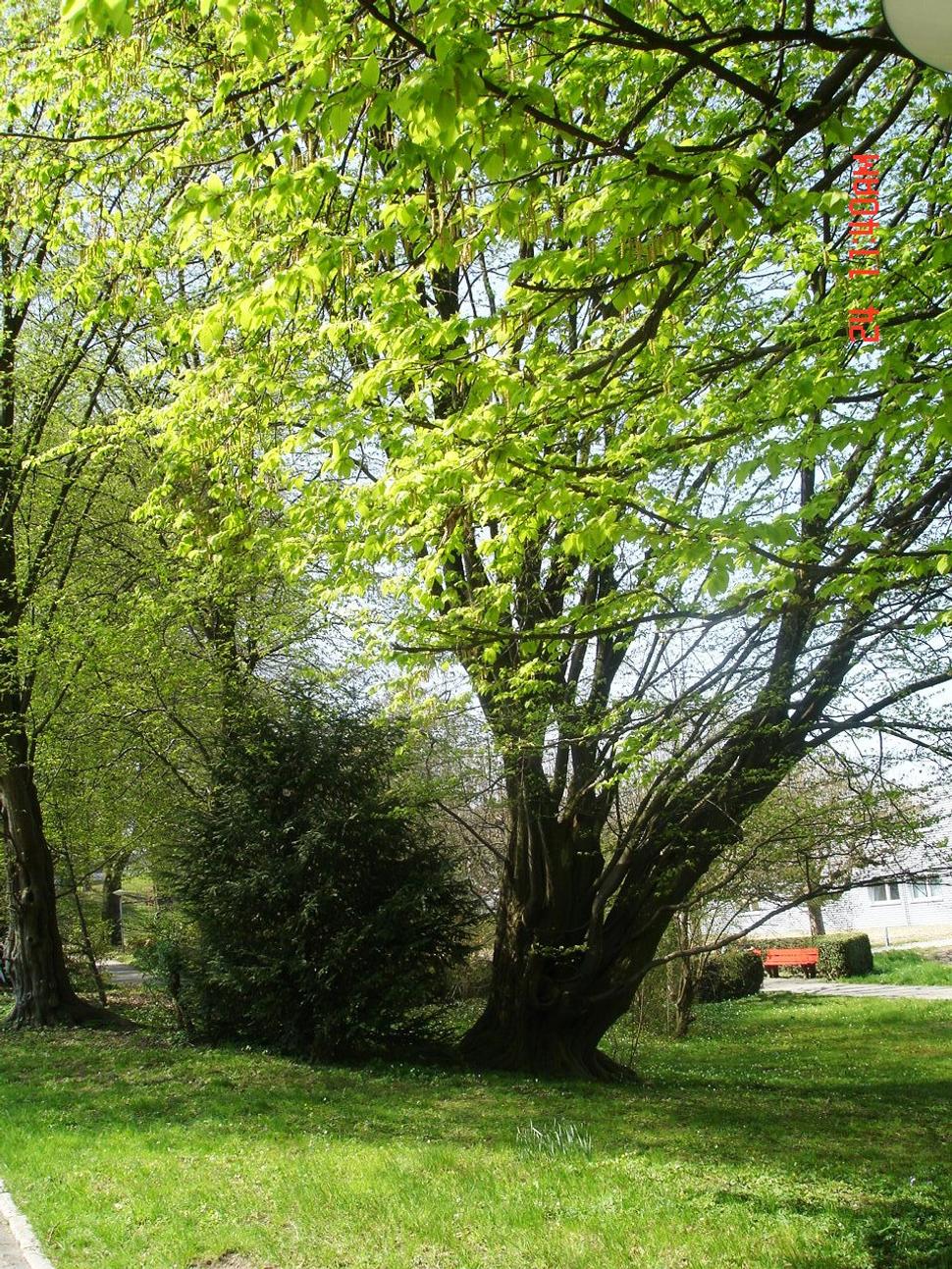 Obrázok blogu