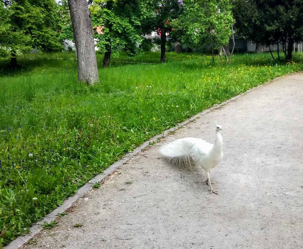 Obyvateľ parku :-)