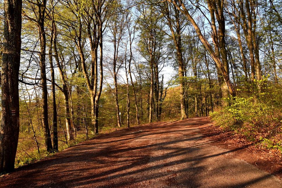 lesná cesta