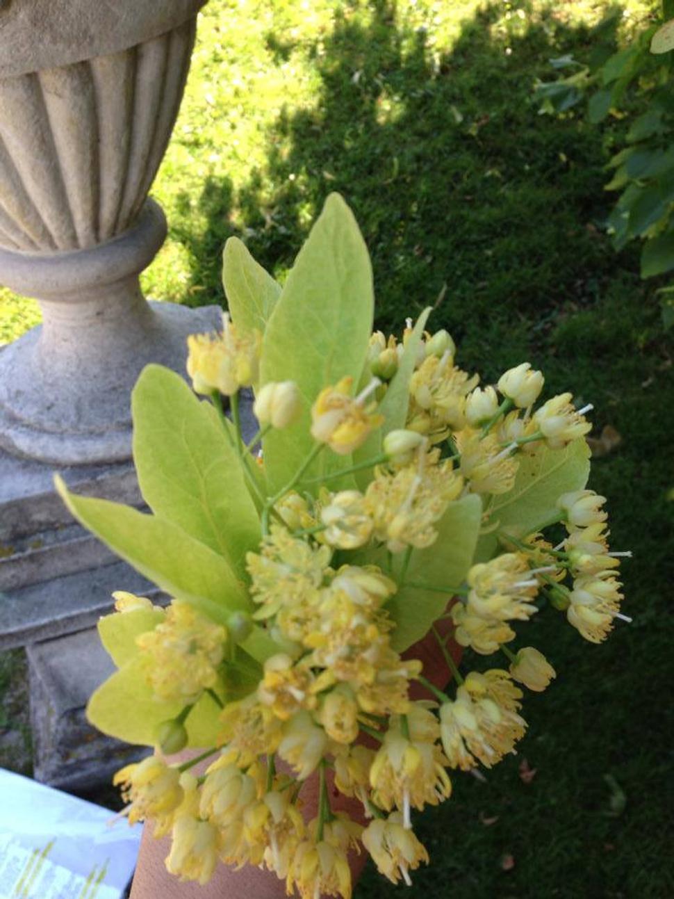 Veronikina lipa