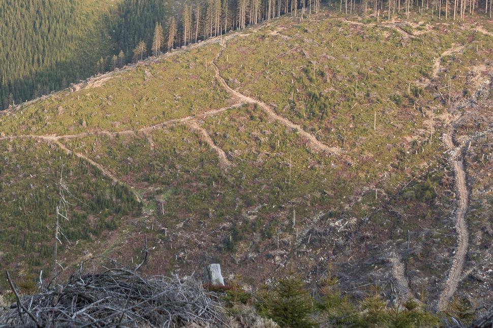 Obr. 8 Tu sa musí začínať odznova, pretože „trieda neprežila vyučovanie“... Nie je to nič výnimočné – dnes tvorí tzv. „náhodná ťažba“ na Slovensku až 52 % všetkej ťažby. Žeby to tak trochu svedčilo o nevhodných vyučovacích metódach? Ak áno, prečo potom stále vidíme po našich horách namiesto lesa pohľady do „stiesnených tried“ ako na Obr. 4? (Smrekovica, Veľká Fatra)