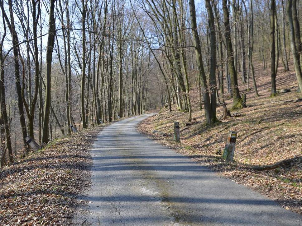lesná cesta