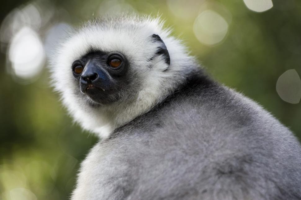 Sifaka - opica na Madagaskare