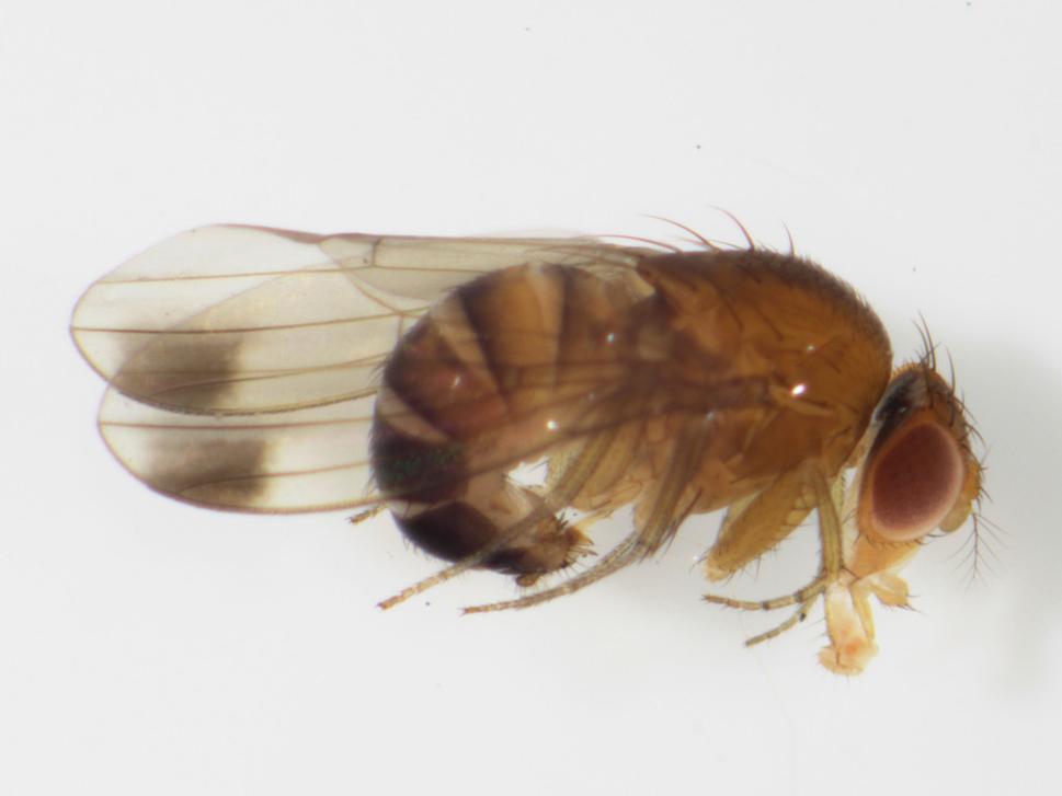 Drosophila suzukii - samček.