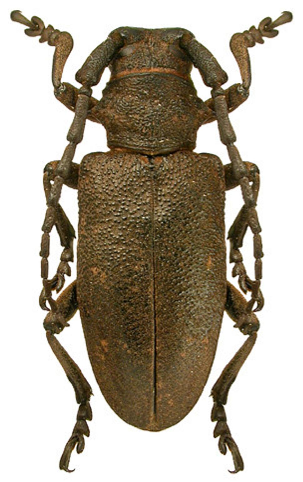 Fuzáč vŕbový (Lamia textor)