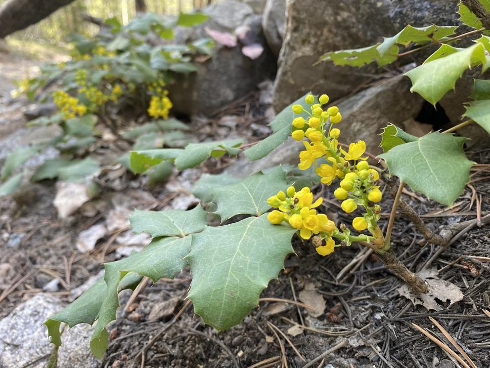 Mahónia plazivá (Mahonia repens)