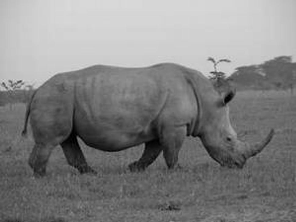 Kenská prírodná rezervácia Ol Pejeta conservancy je útočiskom nosorožcov čiernych aj bielych. Ich počet sa však kvôli pytliactvu a pašeráctvu znižuje.