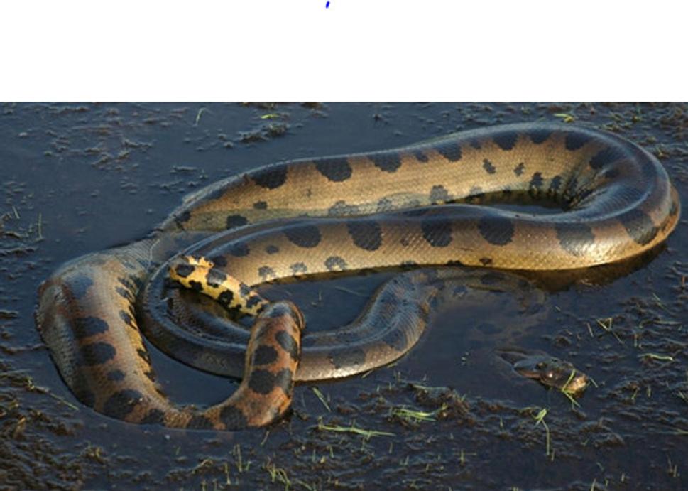 Odpočívajúca krísavica