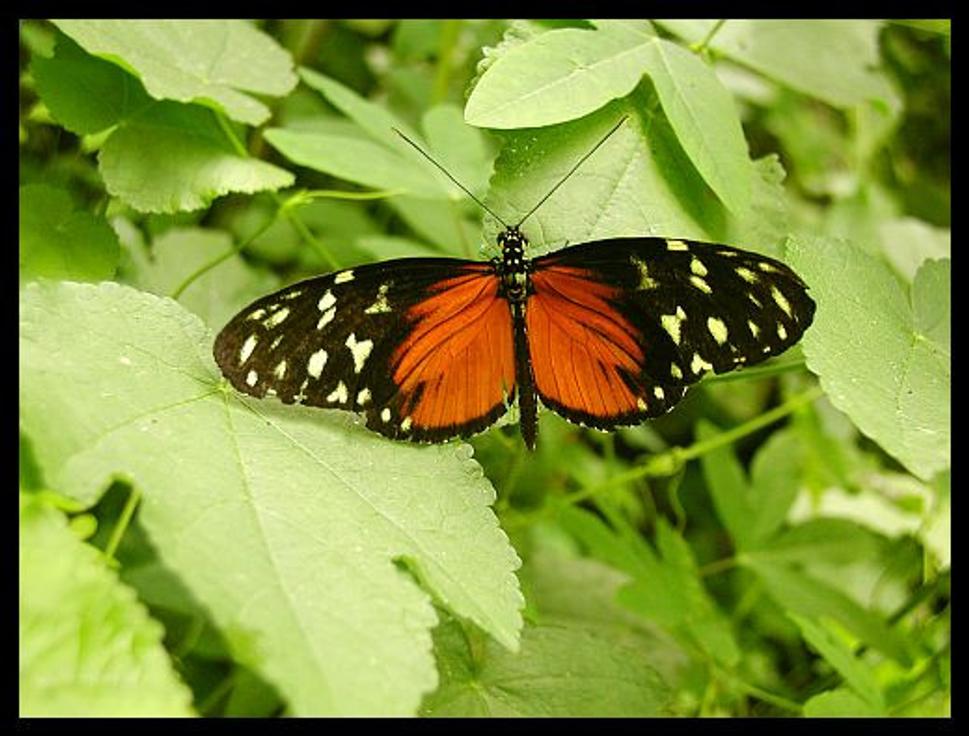 oranzovo cierny motyl