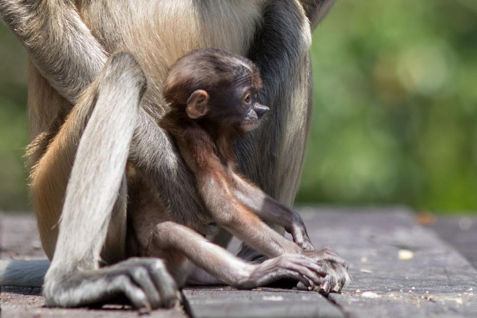 Labuk Bay - mladú opičku mama ani na chvíľu nepustila z rúk