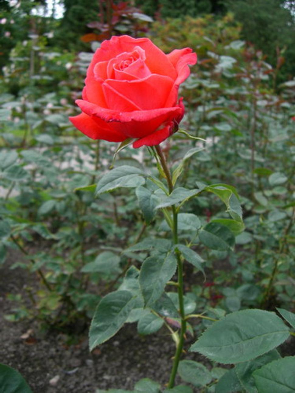 Obrázok blogu