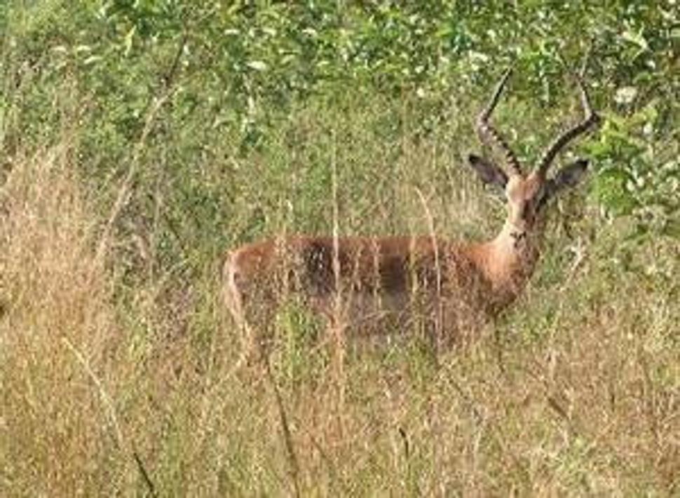 Najbežnejší druh antilopy - impala. V campe Sondzela z nej robia vynikajúci steak ;)