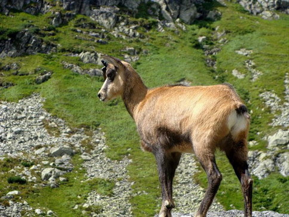 kamzík