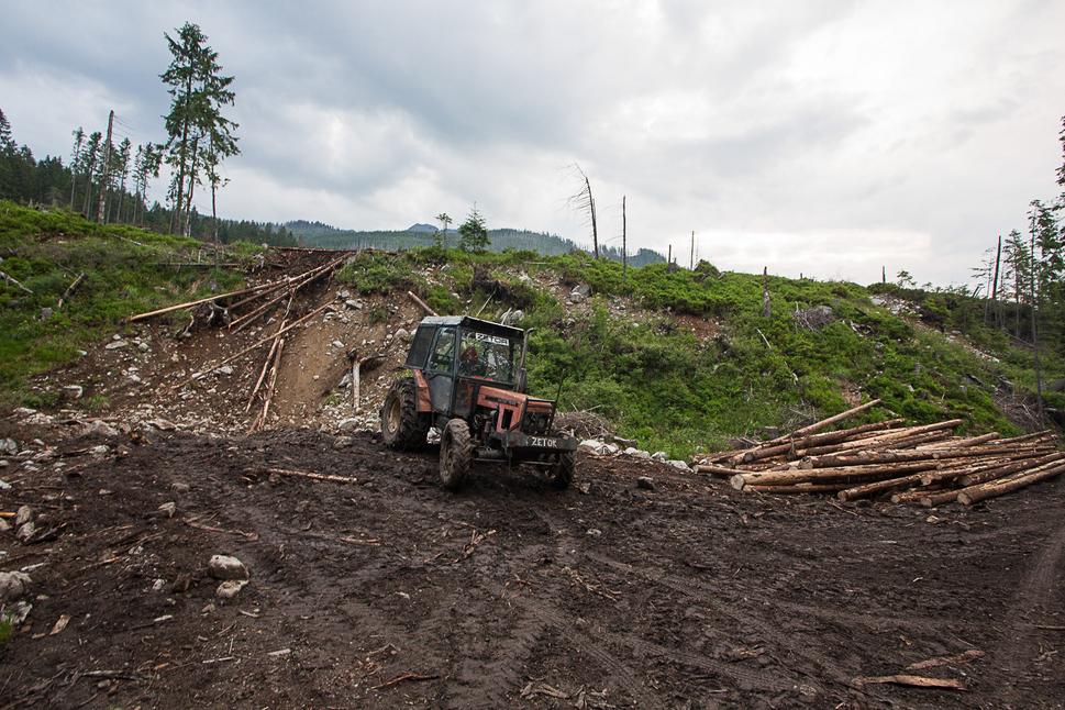 Obr. 1 NPR Bielovodská dolina: Takto podľa lesných hospodárov vyzerá lepšia alternatíva k bohatému prírodnému bezzásahovému lesu, v ktorom sú síce aj suché stromy, ale popri nich všetka pôvodná biodiverzita a prírodné vzťahy a procesy, čiže zdravý a funkčný ekosystém...