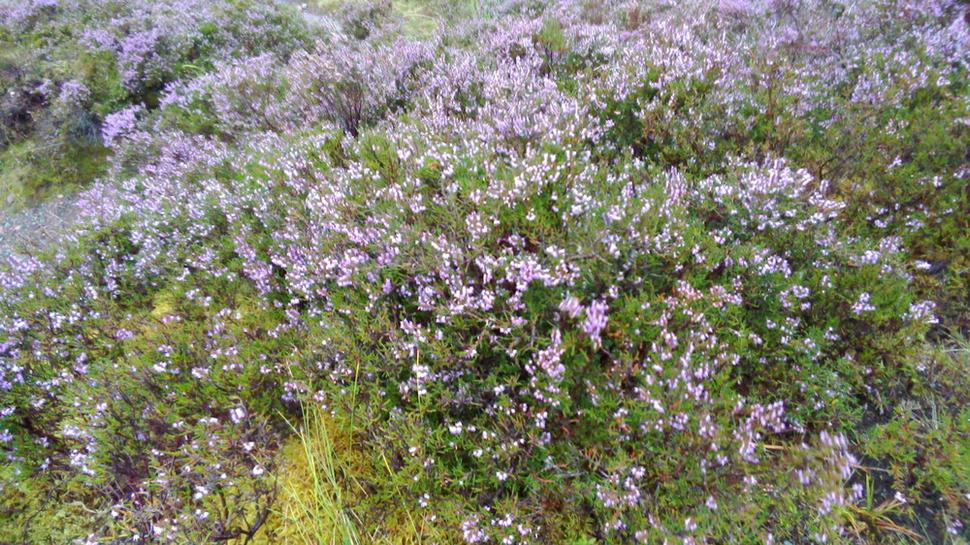 Heather