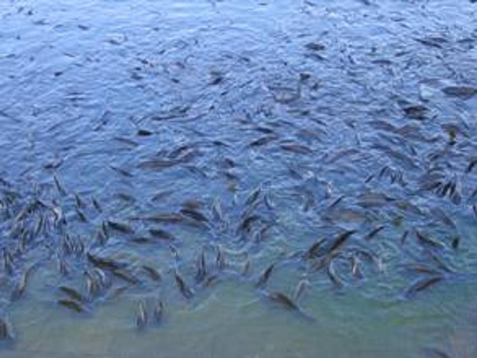 Holy fish