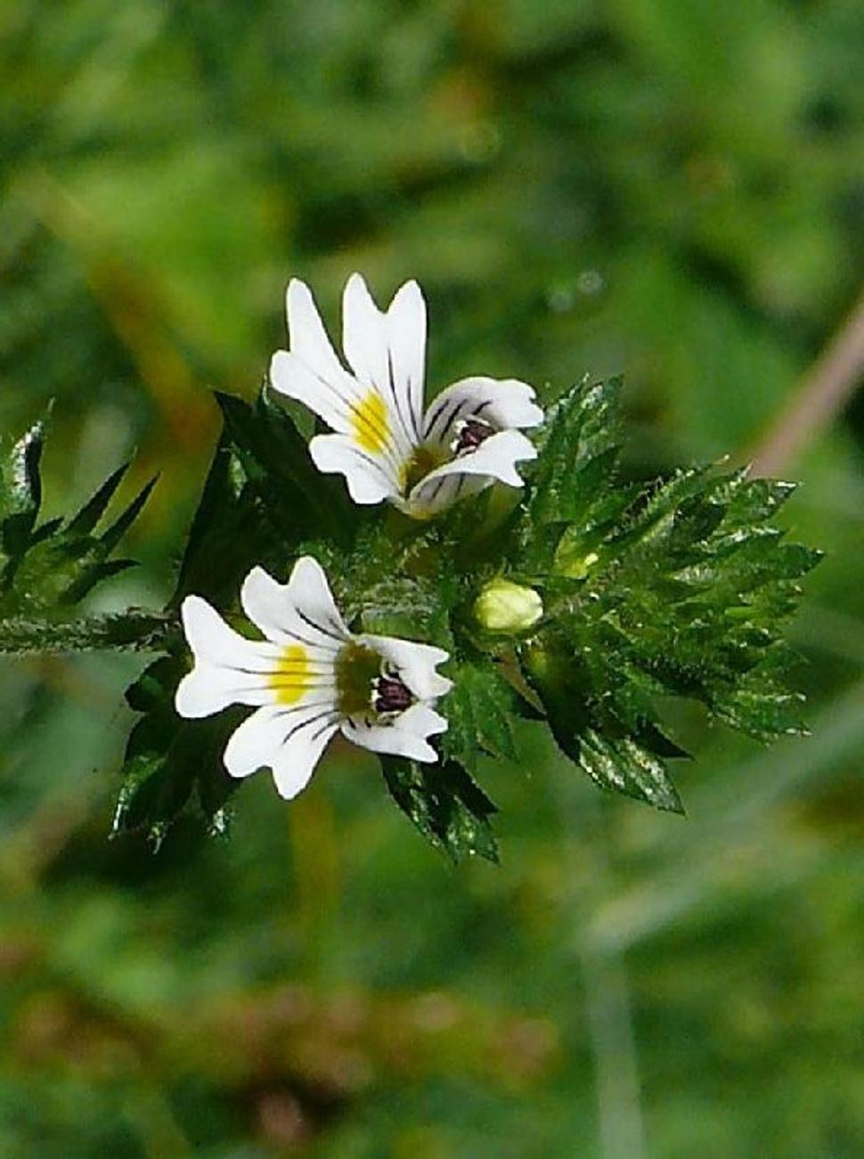 Očianka