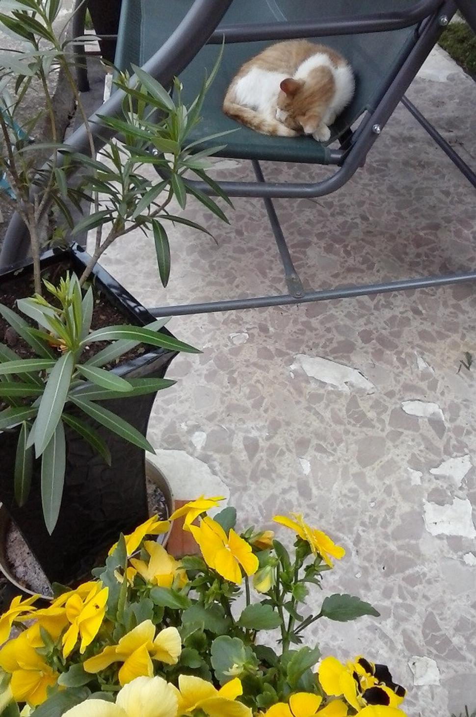 Tu vidíte mačičku, ktorá po viacerých pôrodoch dozrela na obetavú matku.