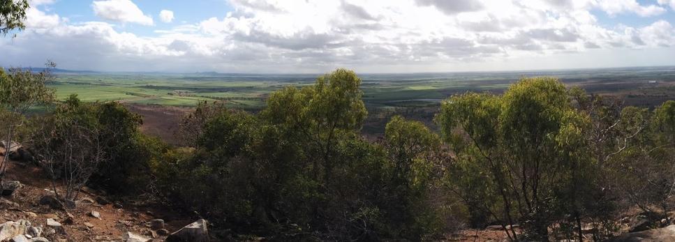 Polia s cukrovou trstinou na pobreží v štáte Queensland.