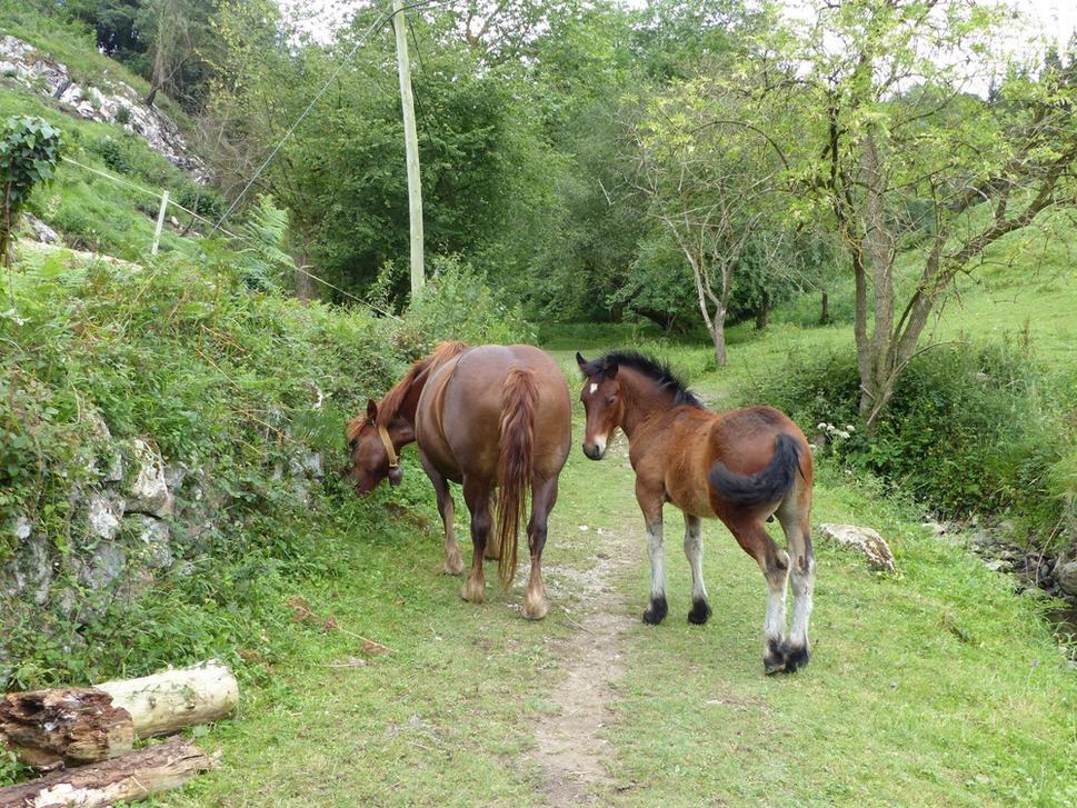 ..a za touto čakal aj uvítací výbor :-). Musel som proste počkať až sa koníky dajú bokom. Za mladi ma učili že kobylky vedia bolestivo kopnúť, tak som sa rozhodol že túto (a ani žiadnu inú) nebudem dráždiť.