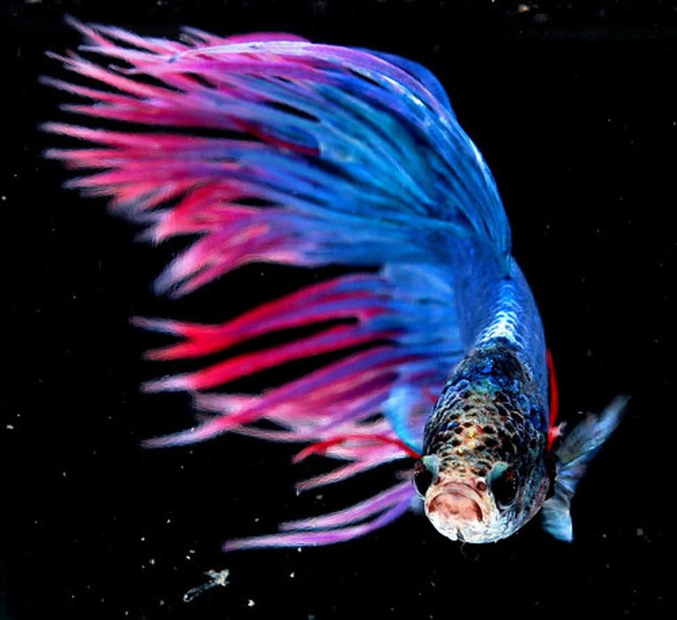 Betta splendens