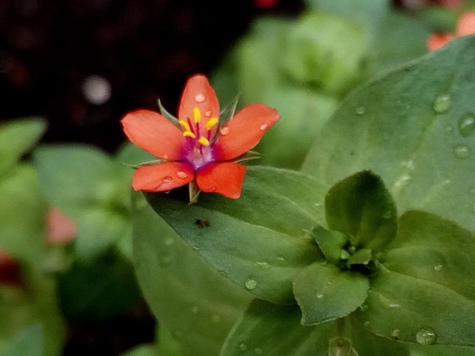 Drchnička rolní (Anagallis arvensis), červen 2022