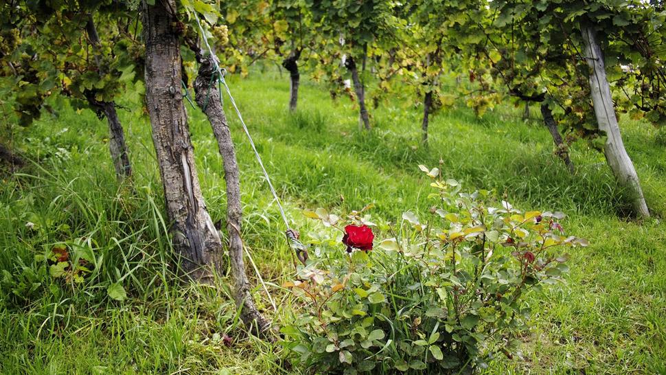 Ruža na konci viniča je indikátorom zdravia révy. Keď sa ruži prestane dariť, je to znamenie, že ani vinič nebude v poriadku.