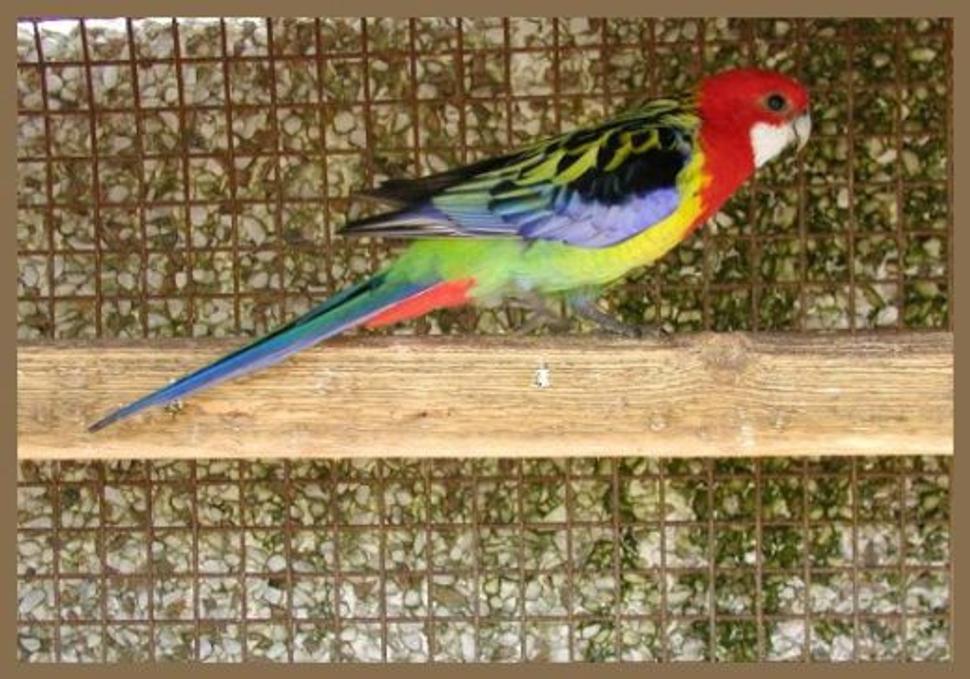 papagaj