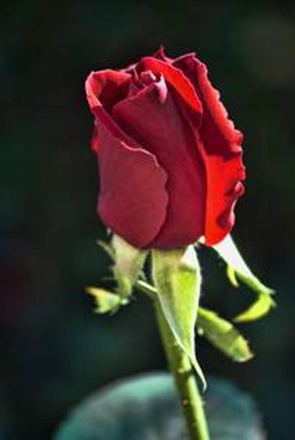 Will you be my Autumn's rose?