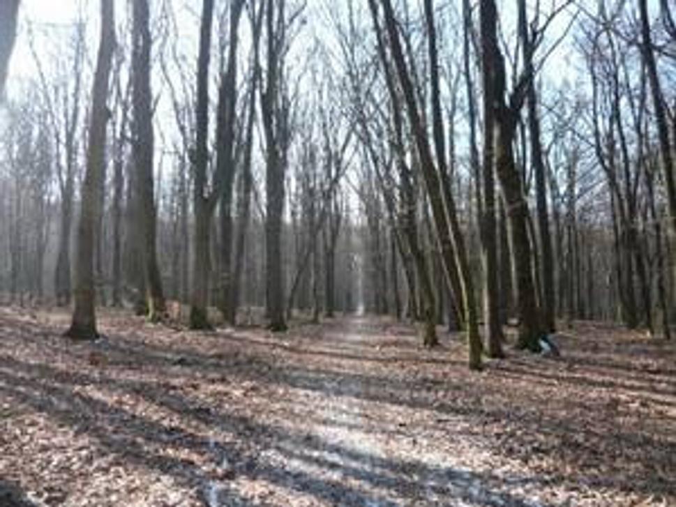 lesná cestička