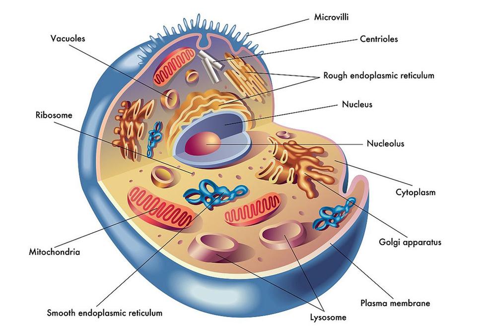 Obr. 4: Schematický rez bunkou, so znázornením súčastí bunky (organely). Zdroj:
https://www.mirapa.cz/regenerace-mitochondrii-cast-i-dysfunkce-vyziva-a-starnuti/